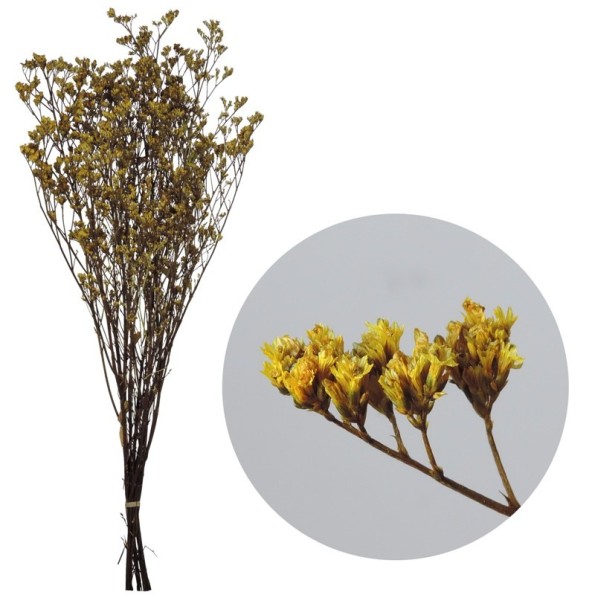 LIMONIUM PRESS 70 cms. AMARILLO (16)