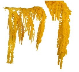 AMARANTHUS CAUDATUS PRES. 50/80 cms. AMARILLO (12)