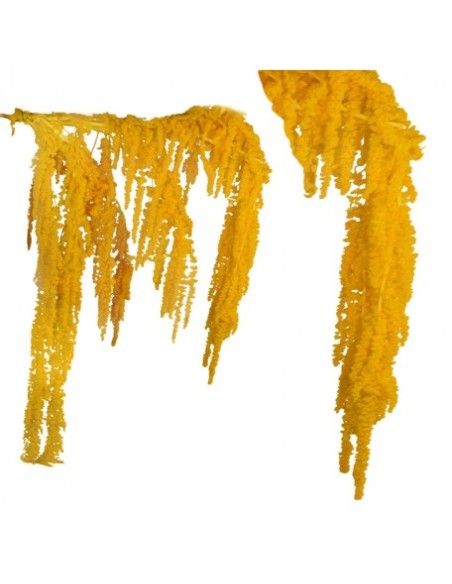 AMARANTHUS CAUDATUS PRES. 50/80 cms. AMARILLO (12)