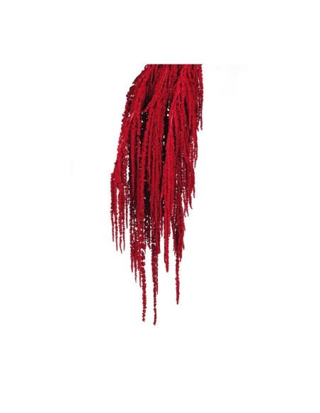 AMARANTHUS CAUDATUS PRES. 50/80 cms. ROJO (54)