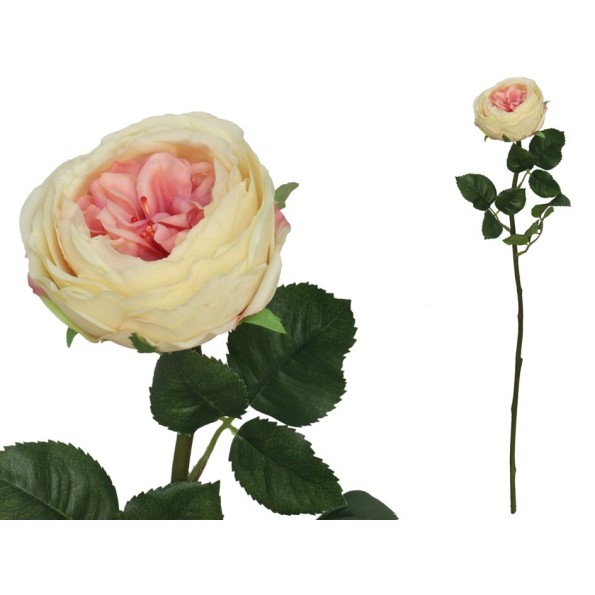 VARA ROSA CABBAGE R/T - 66 CM (TE)