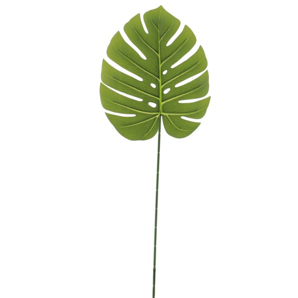 MONSTERA (4234-09)