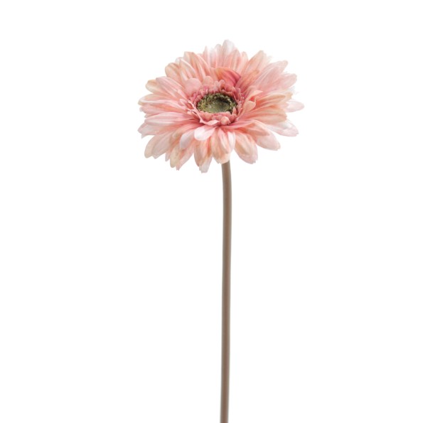 GERBERA (6955-12)