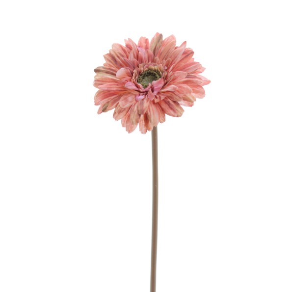 GERBERA (6955-24)