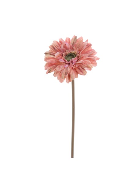GERBERA (6955-24)