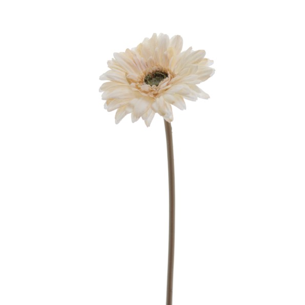 GERBERA 48 CMS (6955-31)