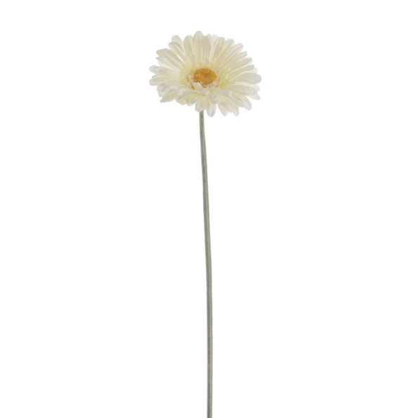 GERBERA (2288-01)