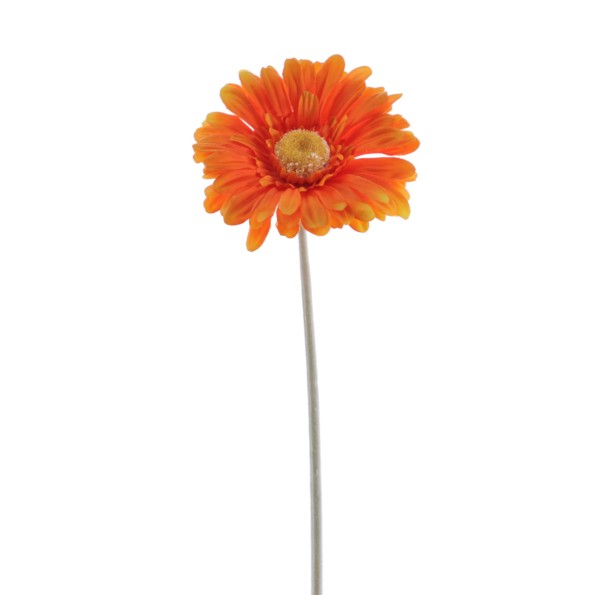 GERBERA (2288-15)