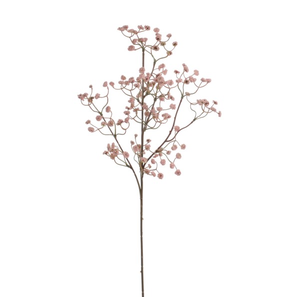 GYPSOPHILA ELEGANS (2393-12)