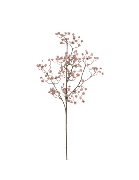 GYPSOPHILA ELEGANS (2393-12)