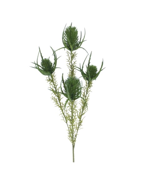 PROTEA ZEA (2667-22)