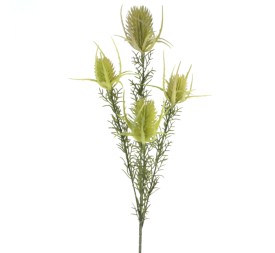 PROTEA ZEA (2667-23)