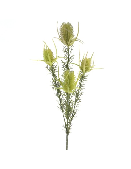 PROTEA ZEA (2667-23)