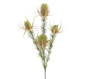 PROTEA ZEA (2667-24)