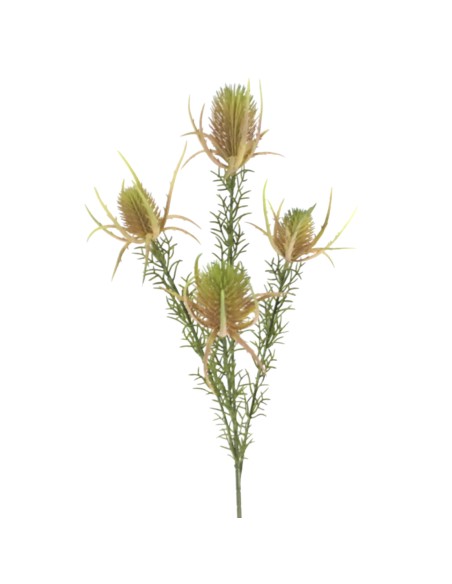 PROTEA ZEA (2667-24)