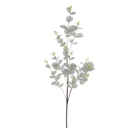 EUCALYPTUS (T.N.) (4381-23)