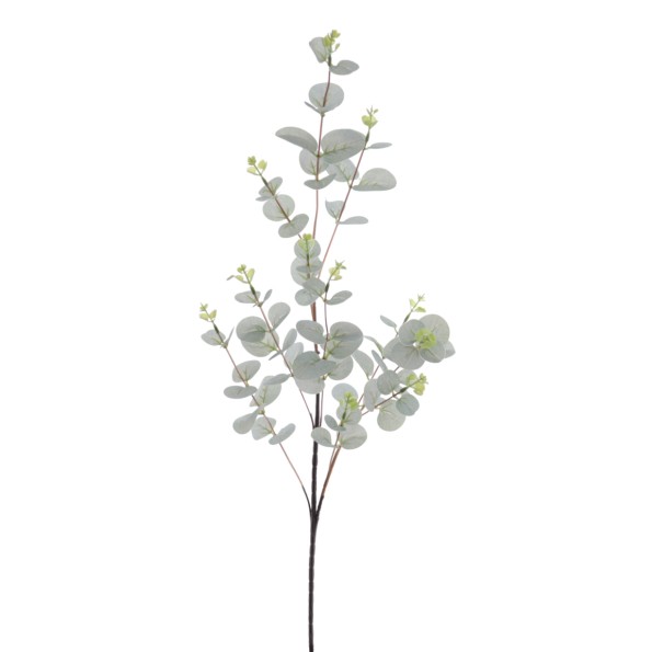 EUCALYPTUS (T.N.) (4381-23)