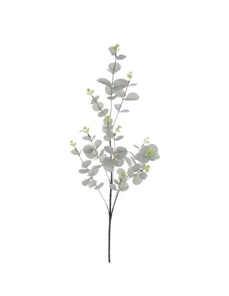 EUCALYPTUS (T.N.) (4381-23)