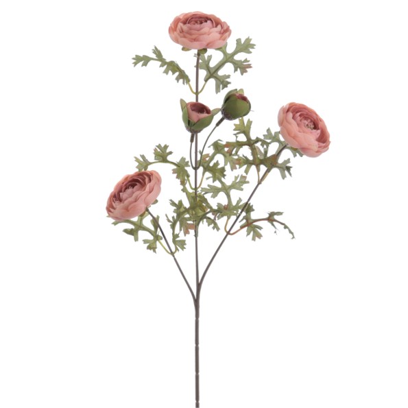 RANUNCULUS (4829-51)