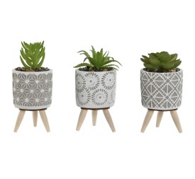PLANTA CEMENTO PE 6,5X6,5X11 3 SURT.