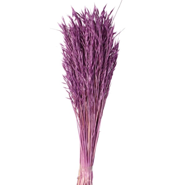 AVENA SATIVA 80 CMS MORADO (85)