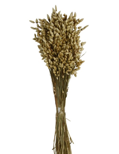 BRIZA MAXIMA 50 cms. NATURAL (01)