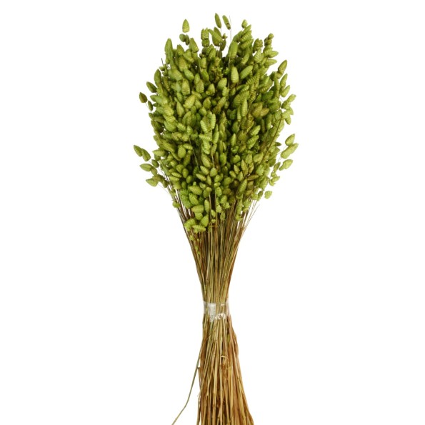 BRIZA MAXIMA 50 cms. VERDE (69)