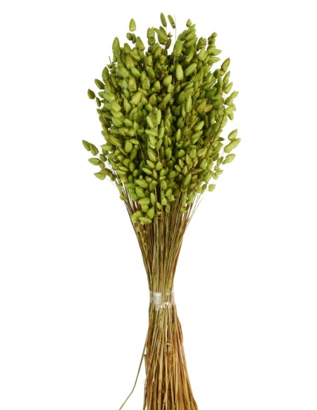 BRIZA MAXIMA 50 cms. VERDE (69)
