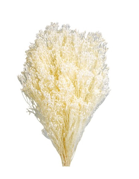 BROOMS PRESS 50 cms  BLANCO (P00)