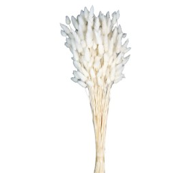 LAGURUS 60 cms. BLANCO (00)