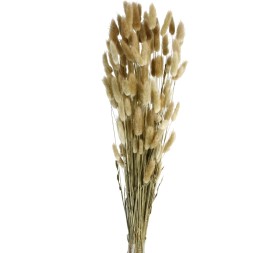 LAGURUS 60 cms NATURAL (01)