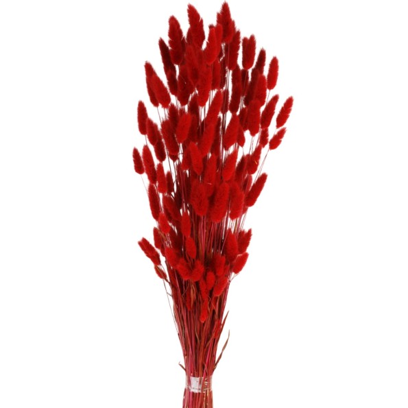 LAGURUS 60 cms. ROJO (59)