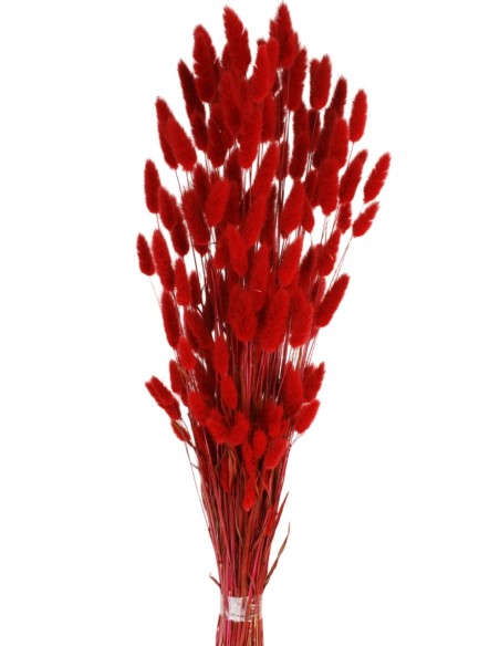 LAGURUS 60 cms. ROJO (59)