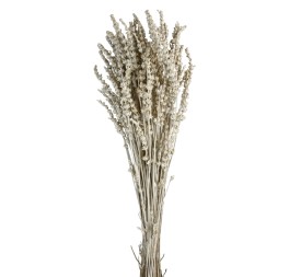 LAVANDA PRESS. 45 cms. BLANCA (00)