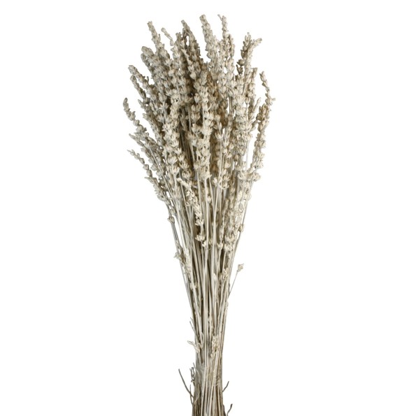 LAVANDA PRESS. 45 cms. BLANCA (00)