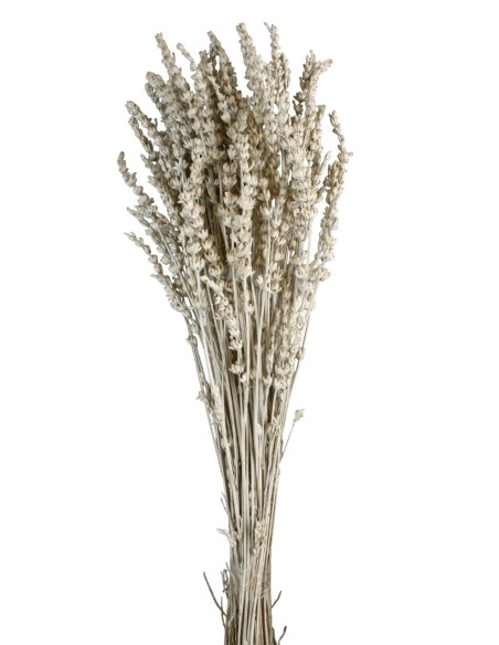 LAVANDA PRESS. 45 cms. BLANCA (00)
