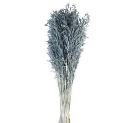 AVENA SATIVA 80 cms. AZUL (72)