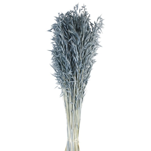 AVENA SATIVA 80 cms. AZUL (72)