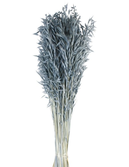 AVENA SATIVA 80 cms. AZUL (72)