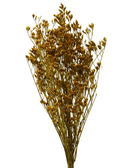 LIMONIUM PRESS 70 cms. AMARILLO (16)
