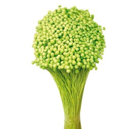 BOTON MINI 50 cms. VERDE(60)