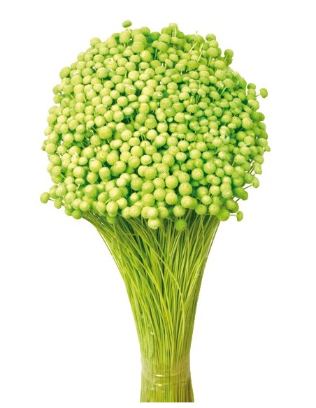 BOTON MINI 50 cms. VERDE(60)