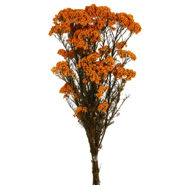 RICE FLOWER PRESS 60 cms. NARANJA (29)