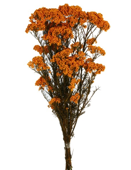 RICE FLOWER PRESS 60 cms. NARANJA (29)