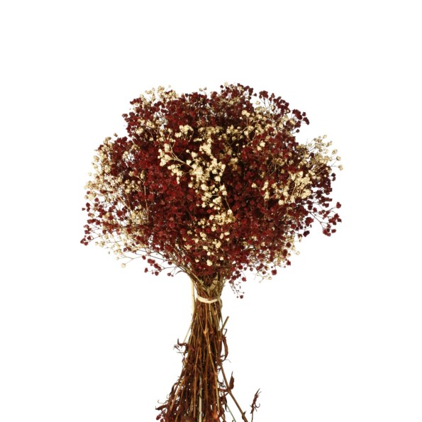 MAZO PANICULATA 25/30 cms. x 40/50 cms. ROJO (57)