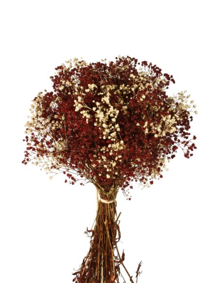 MAZO PANICULATA 25/30 cms. x 40/50 cms. ROJO (57)
