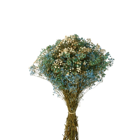 MAZO PANICULATA 25/30 cms. x 40/50 cms. (70) AZUL