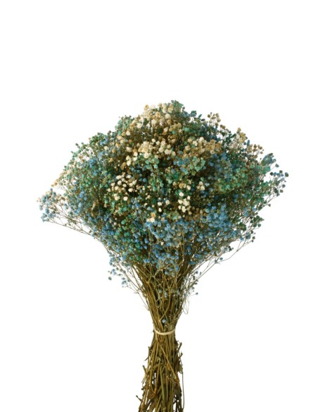MAZO PANICULATA 25/30 cms. x 40/50 cms. (70) AZUL MAZO PANICULATA 25/30 cms. x 40/50 cms. (70) AZUL