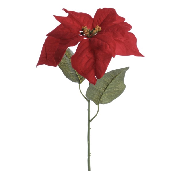 POINSETTIA (ZND921-08)