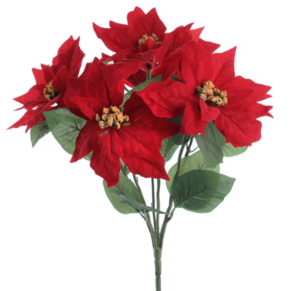 RAMO POINSETTIA X 6 (ZND923-08)